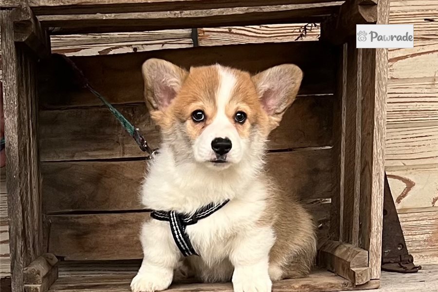 Norman - Pembroke Welsh Corgi for sale