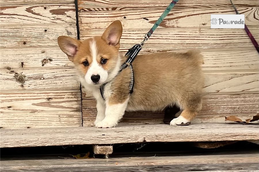 Nicolas - Pembroke Welsh Corgi for sale