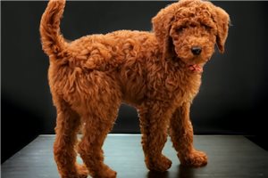 Shelby - Poodle, Standard for sale