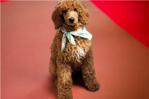 Theo - Poodle, Standard for sale
