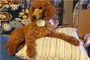 Sherry - Poodle, Standard for sale
