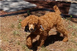 Maddox - Poodle, Standard for sale