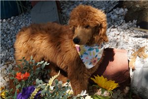 Maxwell - Poodle, Standard for sale