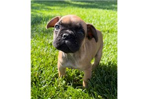 Shiloh - French Bulldog for sale