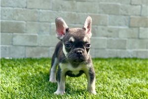 Travis - French Bulldog for sale