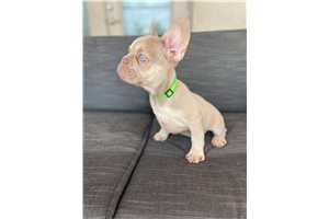 Gus - French Bulldog for sale