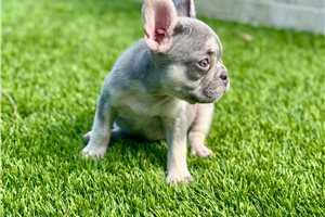 Tyla - French Bulldog for sale