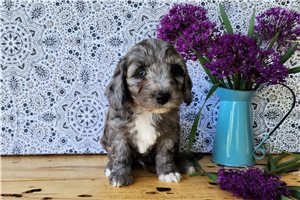 Hank - puppy for sale