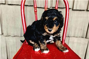 Harlow - Mini Bernedoodle for sale