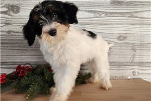 Roscoe - Bernedoodle, Mini for sale