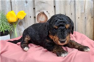 Harlow - Mini Bernedoodle for sale