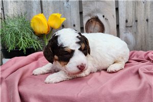 Honesty - puppy for sale