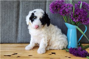 Hendrix - puppy for sale