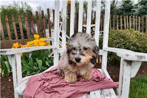 Rona - puppy for sale