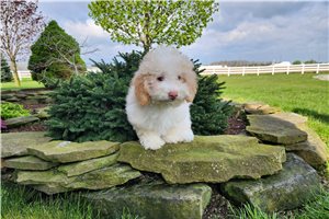 Romy - puppy for sale