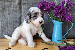 Hilda - puppy for sale