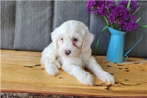 Houston - puppy for sale