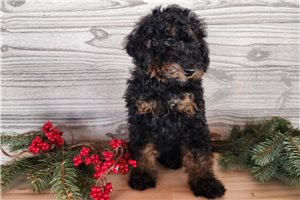 Ryder - puppy for sale