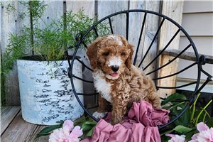 Huxley - puppy for sale