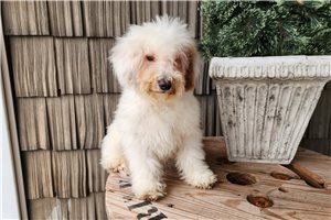 Rhodes - puppy for sale