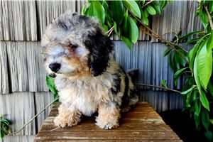 Rona - puppy for sale