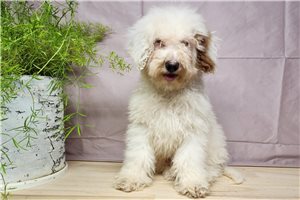 Rhodes - puppy for sale