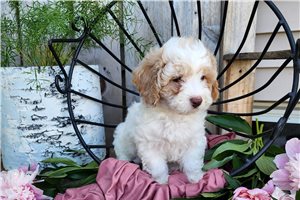 Hermia - puppy for sale