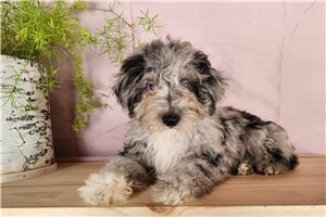 Roxie - Bernedoodle, Mini for sale