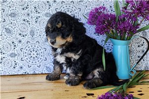 Harvey - puppy for sale