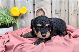 Harvey - puppy for sale