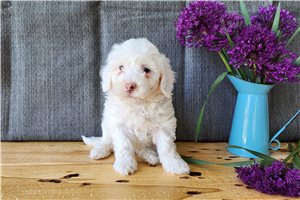 Heddie - puppy for sale