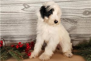 Rosalie - puppy for sale
