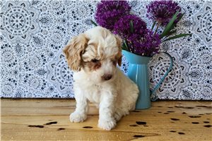 Hermia - puppy for sale