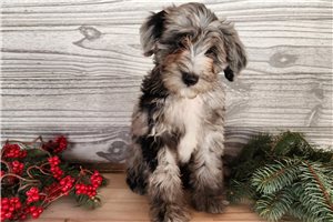 Ruger - puppy for sale