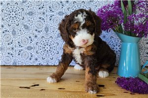 Hermione - puppy for sale