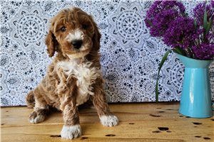 Huxley - puppy for sale