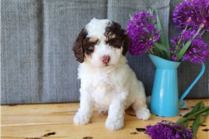 Honesty - puppy for sale
