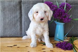 Harlem - puppy for sale