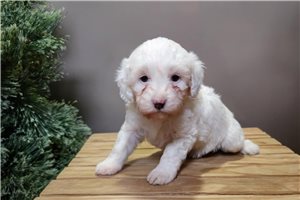 Riley - puppy for sale