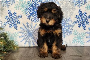 Roman - puppy for sale