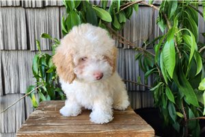 Romy - puppy for sale