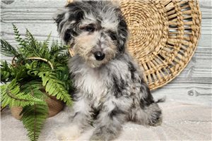 Roxie - Bernedoodle, Mini for sale
