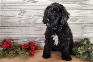 Rhianna - puppy for sale