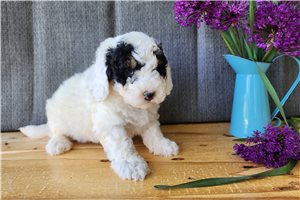 Hector - Bernedoodle, Mini for sale
