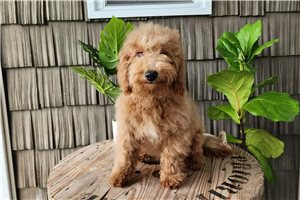 Crater - Goldendoodle, Mini for sale