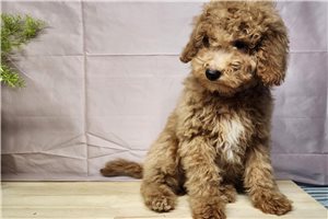 Crater - puppy for sale
