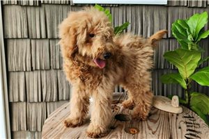 Crawford - Goldendoodle, Mini for sale