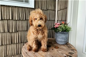 Cubby - Goldendoodle, Mini for sale