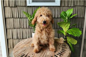 Cubby - Goldendoodle, Mini for sale