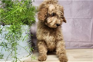 Christine - Goldendoodle, Mini for sale